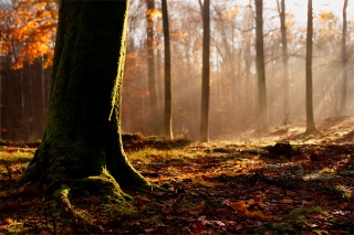 3 listopada 2002, Jesienny las pomiędzy Kołobrzegiem a Koszalinem